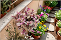 Pink Tradescantia Nanouk Live Plants in 2-Inch Pots, Variegated Foliage, Indoor Houseplant, Tradescantia albiflora 'Nanouk'