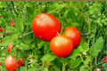 Live Park's Whopper Tomato Plant - Rooted Vegetable Starter for Garden, Raised Beds & Containers Solanum lycopersicum