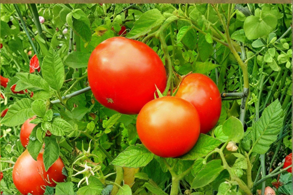 Live Park's Whopper Tomato Plant - Rooted Vegetable Starter for Garden, Raised Beds & Containers Solanum lycopersicum