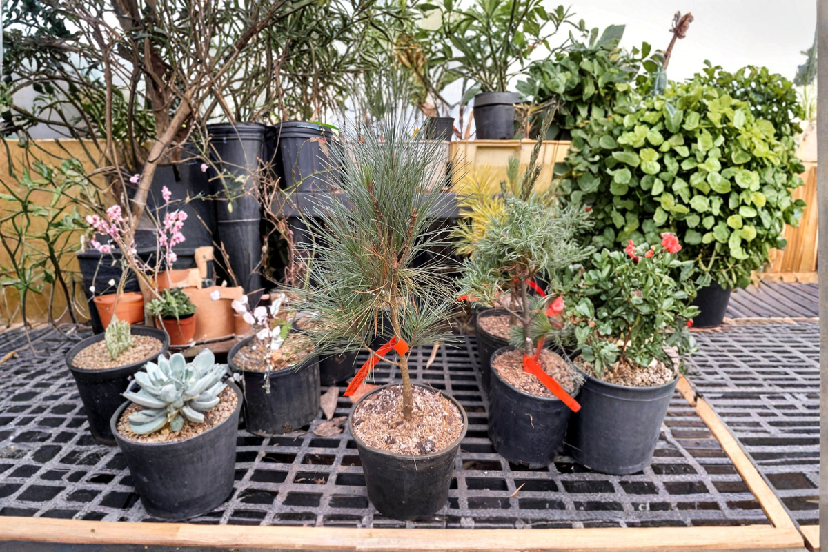 White Pine Live Plant 12 Inch, Narrow Evergreen Conifer, Pinus strobus ‘Kate Brook Fastigiata’ 1-Gallon Pot