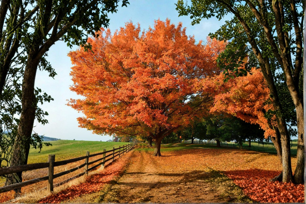 Live Sugar Maple Tree - 1 Gallon Pot, Acer saccharum, 18 Inch Tall, Deciduous Shade Tree, Fall Color, Garden Plant