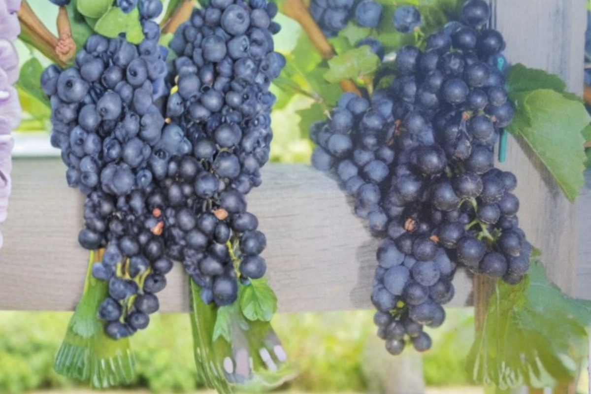 Black Spanish Lenoir Grape Vine 4-6 Ft Live Plant – Red Wine Grape, Vitis aestivalis for Vineyard Garden