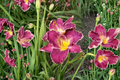 Daylily ‘Viking Magic’ Bare Root Plants – Purple Red Perennial Hemerocallis for Summer Garden Flowers, 3 Pack
