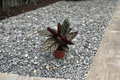 Calathea Ornata Live Plant, 3-Inch Pot, Pinstripe Foliage, Tropical Houseplant, Indoor Foliage Plant, Goeppertia ornata