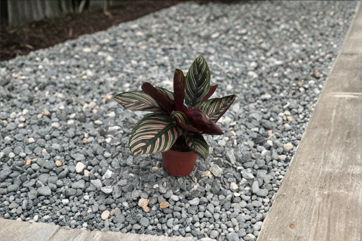 Calathea Ornata Live Plant, 3-Inch Pot, Pinstripe Foliage, Tropical Houseplant, Indoor Foliage Plant, Goeppertia ornata