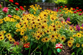 Henry Eilers Rudbeckia Live Plants – 3 Rooted Starters in 1 Qt Pots, Yellow Perennial Flowers, Rudbeckia subtomentosa 'Henry Eilers'