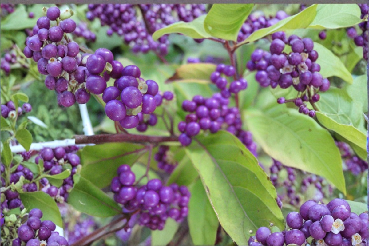 Purple Beautyberry ‘Issai’ Live Plant – 3 Gallon Callicarpa dichotoma Berry Shrub for Garden Landscape