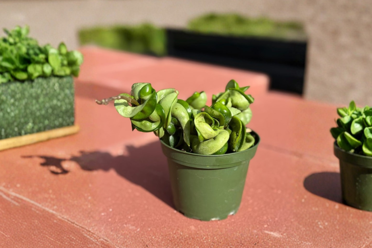 Hoya Compacta Hindu Rope Plant Live Rooted Cutting Indoor Trailing Houseplant - Hoya carnosa ‘Compacta’