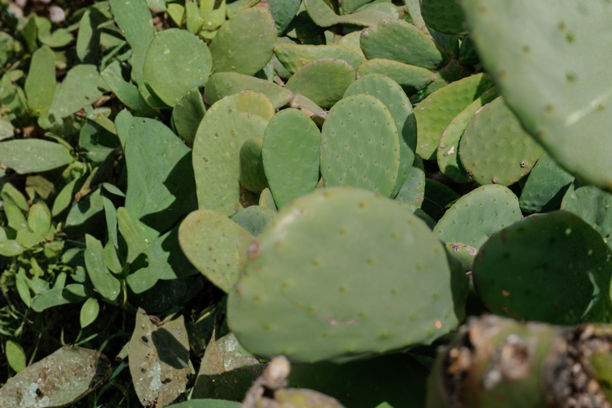 Spineless Opuntia Cactus Cutting – Live Succulent Propagation, Rare Paddle-Shaped Pads, Drought Tolerant, Opuntia spp.