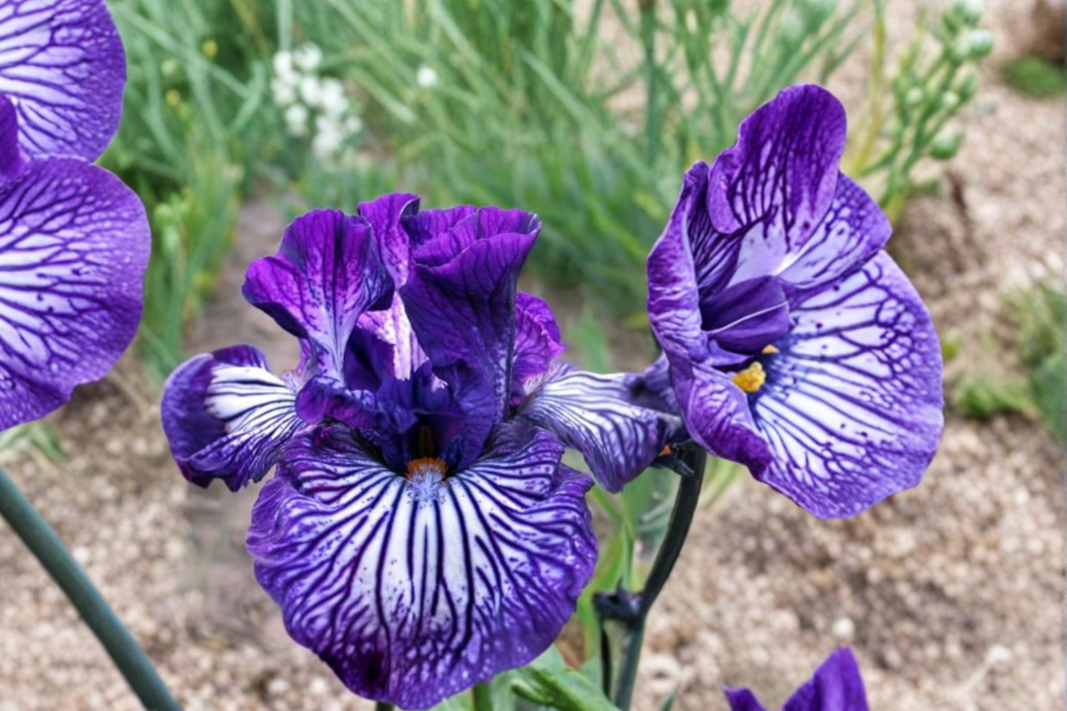 Bearded Iris ‘Line Drive’ Rhizomes 3 Pack – #1 Grade Iris Bulbs for Spring Garden Flower Planting