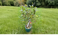 Dwarf Winterberry ‘Kennebago’ Live Plant – Ilex verticillata Red Berry Shrub for Winter Garden, 2 Gallon Pot