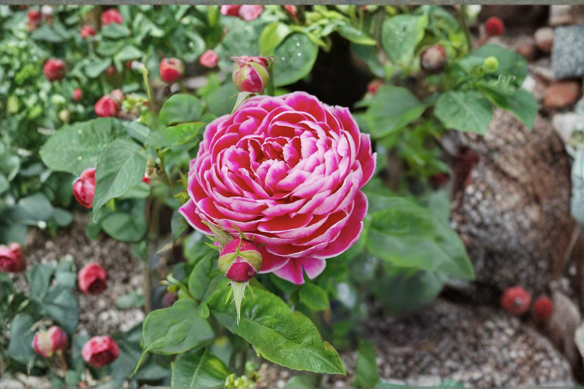 Pink and White Rose Bush Seeds – 20 Flowering Plant Seeds for Garden, Patio, or Indoor Growing – Rosa sp.