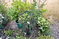 Weeping Blue Norway Spruce Live Plant 12 Inch Blue Evergreen Conifer Picea abies ‘Weeping Blue’ Landscape Tree