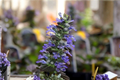 Ajuga Burgundy Glow Live Plants - 3 Rooted Perennial Ground Cover in 1 Qt Pots, Variegated Foliage, Bugleweed, Ajuga reptans