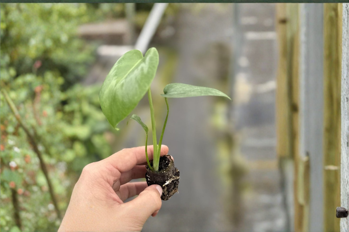 Live Monstera Deliciosa Plant – Rooted Indoor Tropical Houseplant in 2-Inch Pot, Split Leaf Foliage, Easy Care