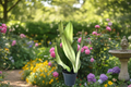 Sansevieria Moonshine Live Plant, Rooted Cutting, Silver Green Foliage, Indoor Houseplant, Easy Care, Mother-in-Law's Tongue