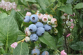 Blueberry Live Plant, 1 Gallon Pot, Razz Variety, Vaccinium spp., Edible Shrub for Garden & Container