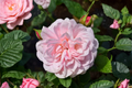 English Baby Pink Rose Seeds – Ornamental Bush, Rosa spp., Flowering Shrub for Outdoor Gardens