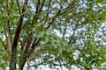 Silver Maple Tree Live Plant 1 Gallon Pot, Acer saccharinum, Native Shade Tree, Fast Growing Yard Plant