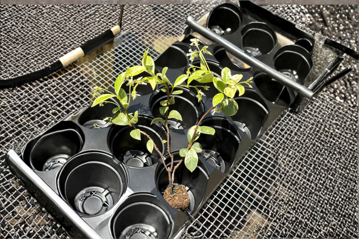 Variegated Confederate Jasmine Live Plant Cutting – Trachelospermum jasminoides Indoor Outdoor Climbing Vine