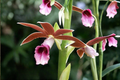 Nun Orchid Live Starter Plant – Phaius tankervilleae, 4-Inch Root Zone, Tropical Terrestrial Orchid, Pink Brown White Blooms