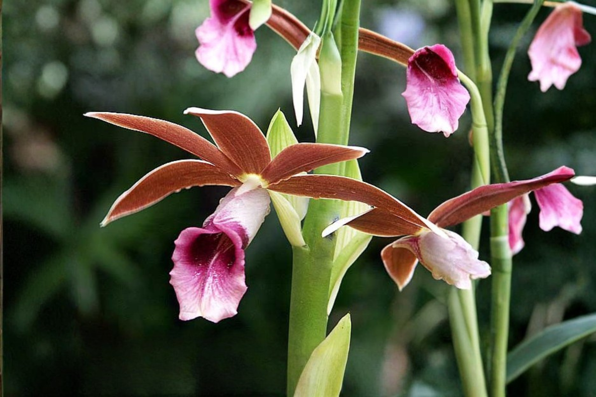 Nun Orchid Live Starter Plant – Phaius tankervilleae, 4-Inch Root Zone, Tropical Terrestrial Orchid, Pink Brown White Blooms