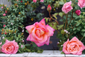 Chicago Peace Hybrid Tea Rose 1 Gal Live Plant Pink Yellow Flowering Bush for Garden Landscape Outdoor