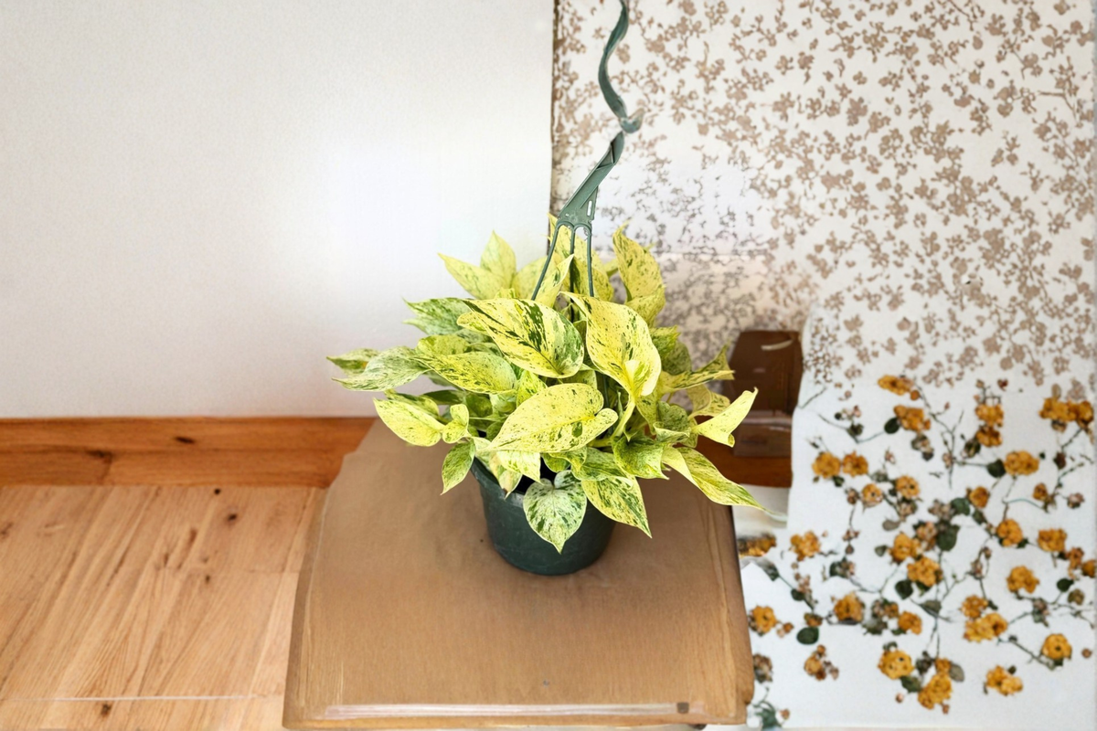 Pothos Snow Queen Live Plant, Variegated Epipremnum, Indoor Hanging Houseplant, Trailing Tropical Foliage