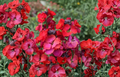 Wallflower Live Plant – ‘Winter Passion’ Erysimum, 1–3 Inches Tall, Cool-Season Flowering Perennial for Garden & Containers