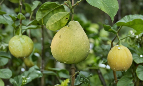 Nam Roi Sweet Pomelo Tree Cuttings – Unrooted Citrus maxima Scions for Grafting & Propagation