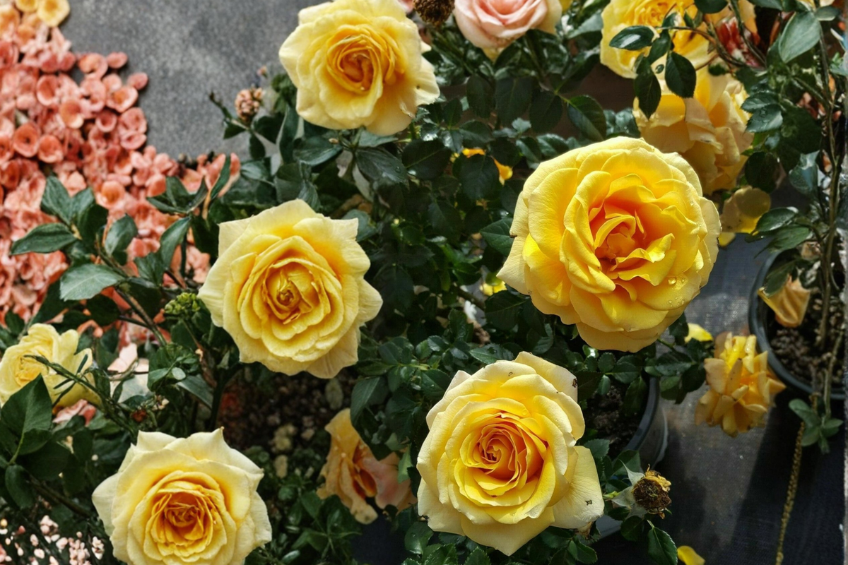 St. Tropez Floribunda Rose Plant – 3 Gallon Peach Orange Blooms, Bushy, Repeat Flowering, Rosa ‘St. Tropez’ for Garden Landscaping