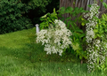 American Elderberry Live Cuttings – Unrooted Sambucus canadensis Propagation Shrubs for Garden and Landscape