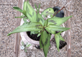 Live Vietnamese Coriander Rau Ram Plants – 8 Rooted 4–5 Inch Tall Herbs for Garden, Container, or Raised Bed Growing