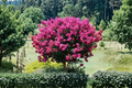 Pink Crape Myrtle Live Cuttings - 10 Lagerstroemia Indica Plant Clippings for Propagation
