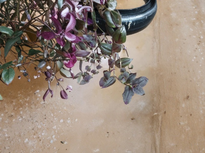 Tradescantia Zebrina Purple Velvet Cuttings – Live Unrooted Trailing Houseplant Propagation Material