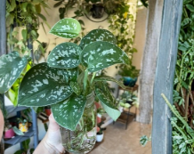 Silver Pothos Cuttings – 4 Unrooted Single Leaf Node Propagation Cuttings – Scindapsus pictus ‘Argyraeus’ Houseplant