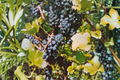 Black Spanish Grape Vine Live Plant – 2 Gallon Muscadine Fruit Vine for Garden Trellis & Backyard Vineyard