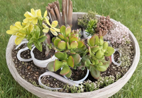 Rooted Jade Plant Cuttings – 3 Live Crassula Ovata Succulents for Indoor Growing, 7–9 Inches Tall