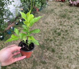 Live Rooted Lemon Tree Cutting Citrus limon for Container or Garden Growing