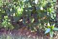 Thompson Seedless Grape Vine Cuttings – 4 Unrooted Green Grape Cuttings for Propagation, Vitis vinifera