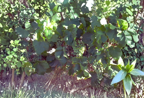 Thompson Seedless Grape Vine Cuttings – 4 Unrooted Green Grape Cuttings for Propagation, Vitis vinifera