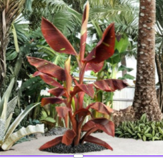 Siam Ruby Variegated Ornamental Banana Plant - Live Rooted Musa Starter for Tropical Garden