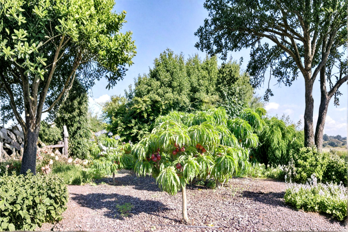 Desert Delight Nectarine Tree 4–6 Ft Live Fruit Tree, Smooth-Skinned Nectarines, Prunus persica var. nectarina