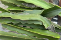 Dragon Fruit Live Cuttings 8-12 Inches for Propagation, Climbing Cactus, Pitaya, Hylocereus sp.