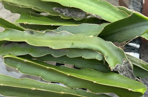 Dragon Fruit Live Cuttings 8-12 Inches for Propagation, Climbing Cactus, Pitaya, Hylocereus sp.