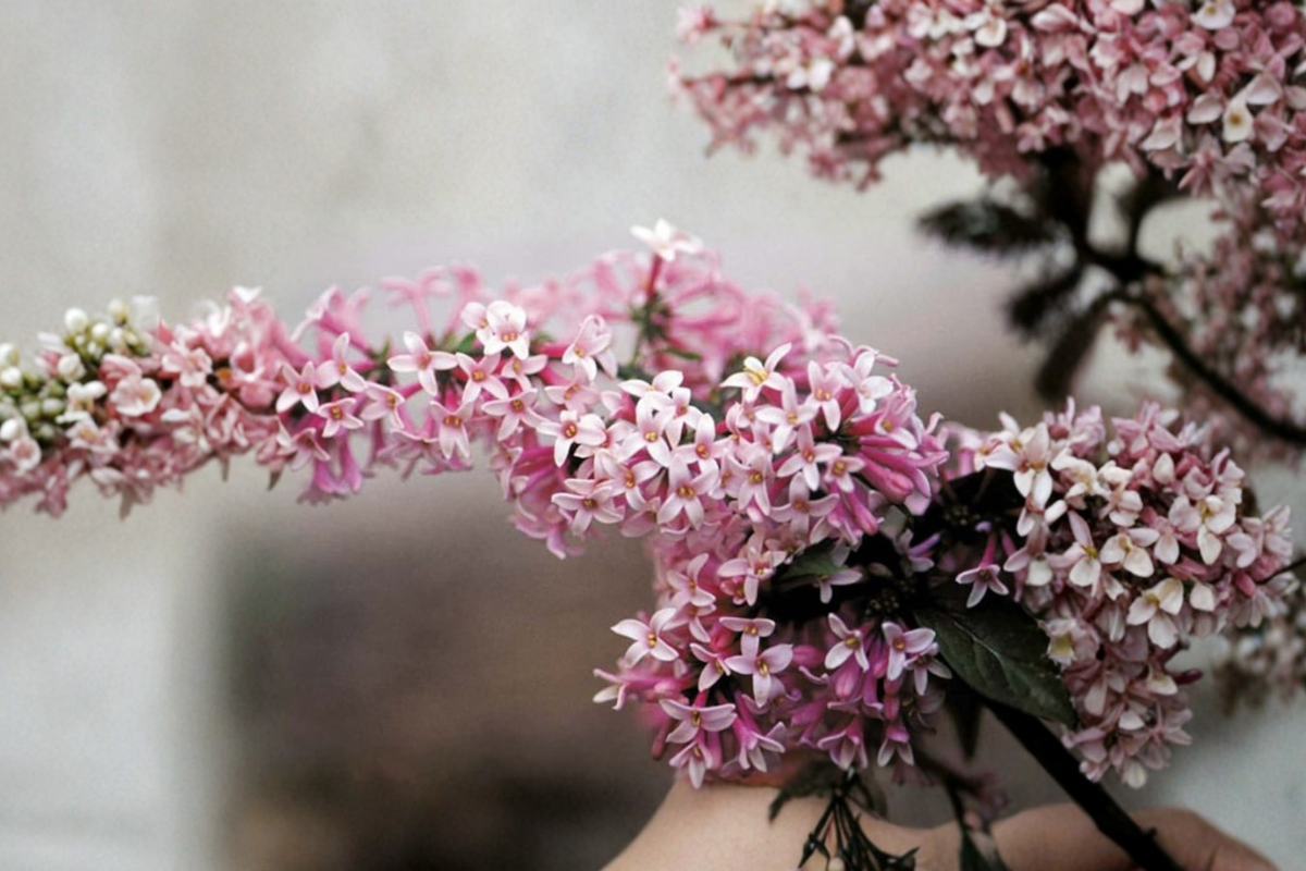 Miss Canada Lilac Live Plant 2 Gallon Pot - Syringa prestoniae Pink Flowering Shrub for Hedges & Borders