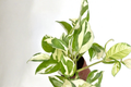 Variegated Pothos Plant Bundle Live Epipremnum aureum Trailing Houseplant Indoor Ivy Vine Starter