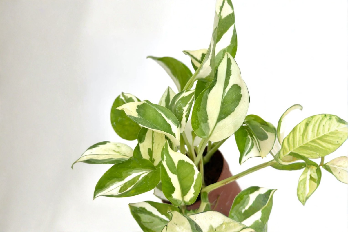 Variegated Pothos Plant Bundle Live Epipremnum aureum Trailing Houseplant Indoor Ivy Vine Starter