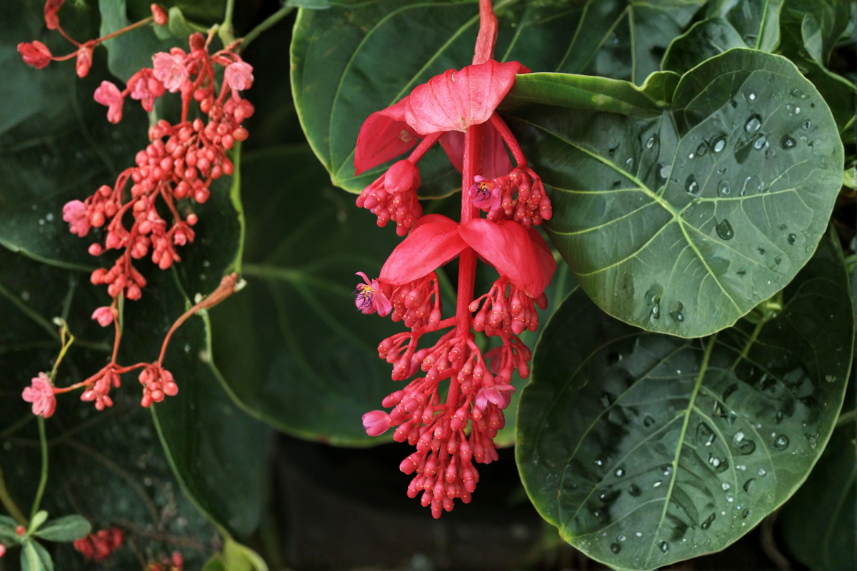 Medinilla Magnifica Live Starter Plant – Tropical Ornamental Foliage & Flowers in Pot
