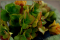 Calico Kitten Succulent in 2-Inch Pot, Variegated Crassula pellucida subsp. marginalis, Trailing, Drought-Tolerant, Indoor & Outdoor Plant